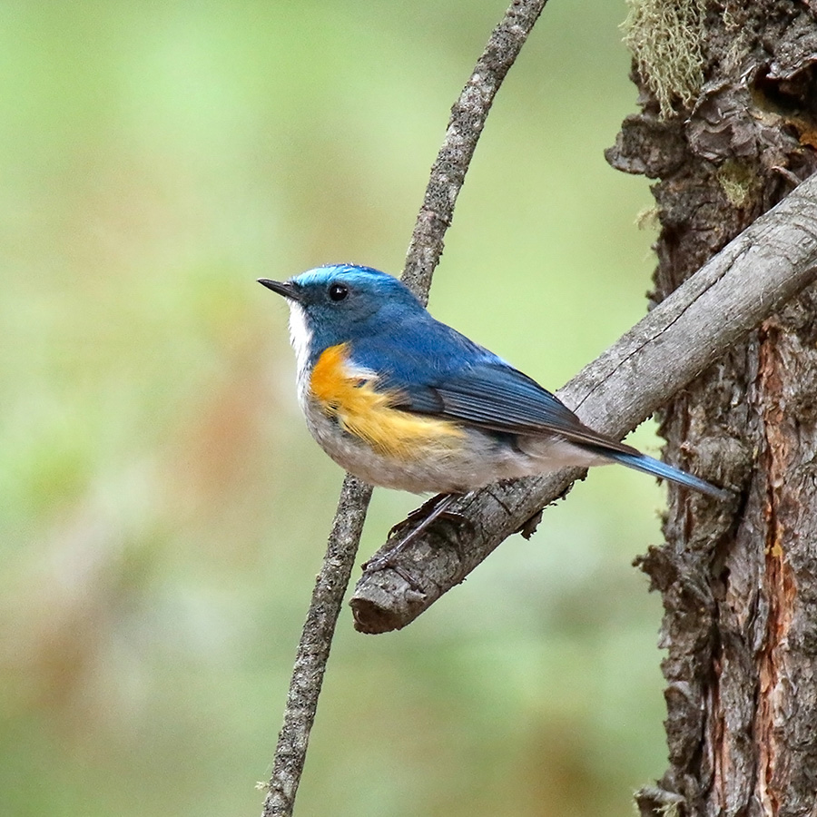 Red-flanked Bluetail - Species Range Map