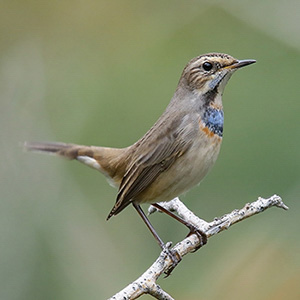 Bluethroat