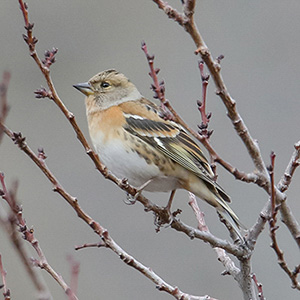 Brambling