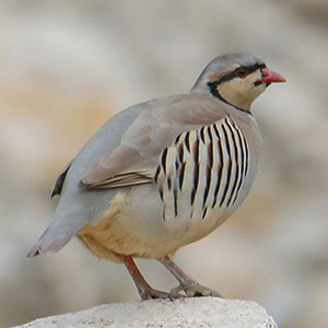 Chukar