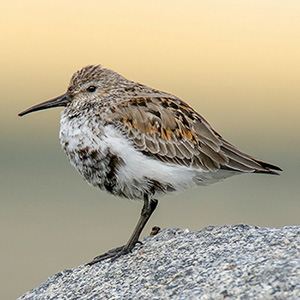 Dunlin