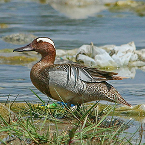 Garganey