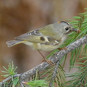 Goldcrest