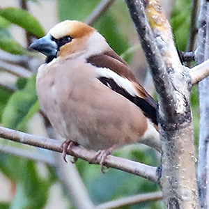 Hawfinch