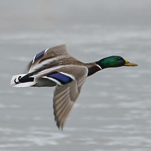 Mallard