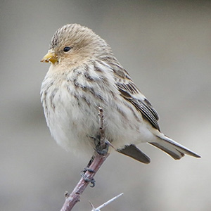 Twite