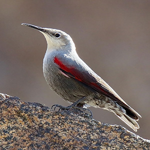 Wallcreeper