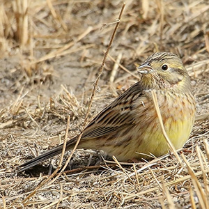 Yellowhammer